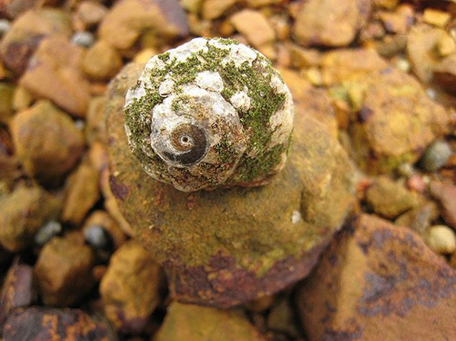 Hovedbilde Paradis snegle Lunella coronata