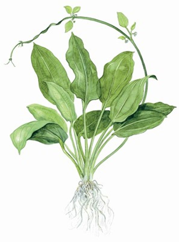 Echinodorus Amazonicus