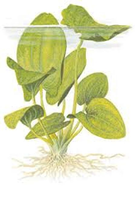 Hovedbilde Echinodorus grandiflorus