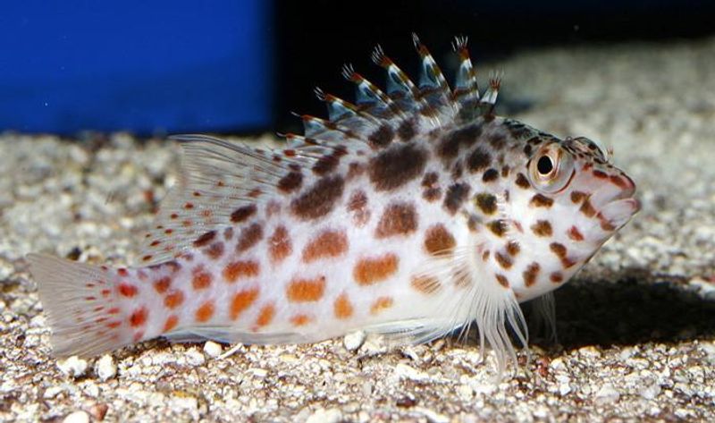 Pixie Hawkfish Cirrhitichthys oxycephalus