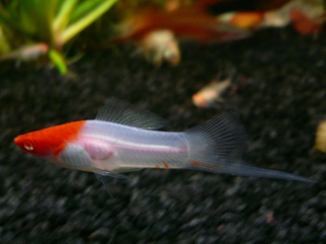 Hovedbilde Sverdrager Koi Kohaku Large