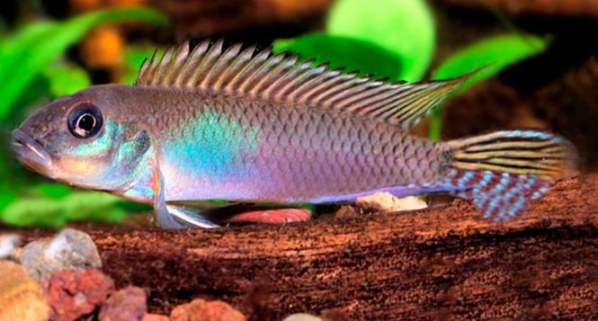 Hovedbilde Nanochromis Nudiceps VF 