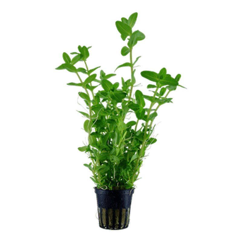 Bacopa Carolina 