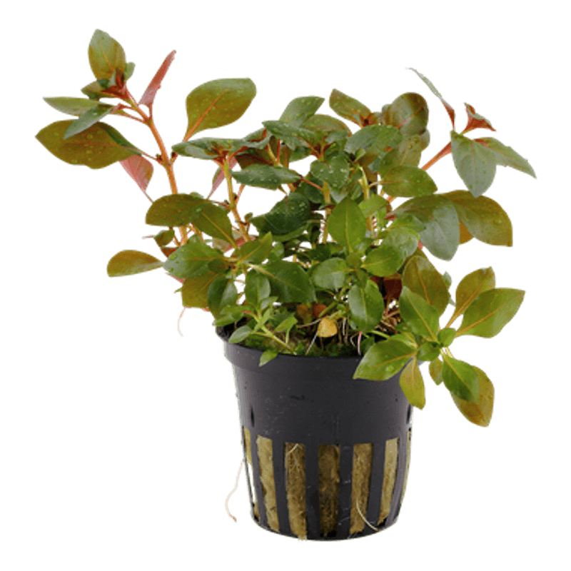 Ludwigia repens 