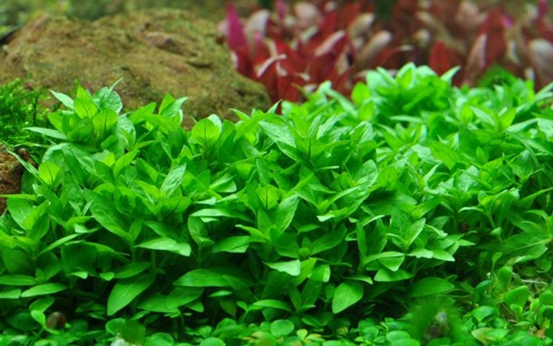 Staurogyne repens - Potte