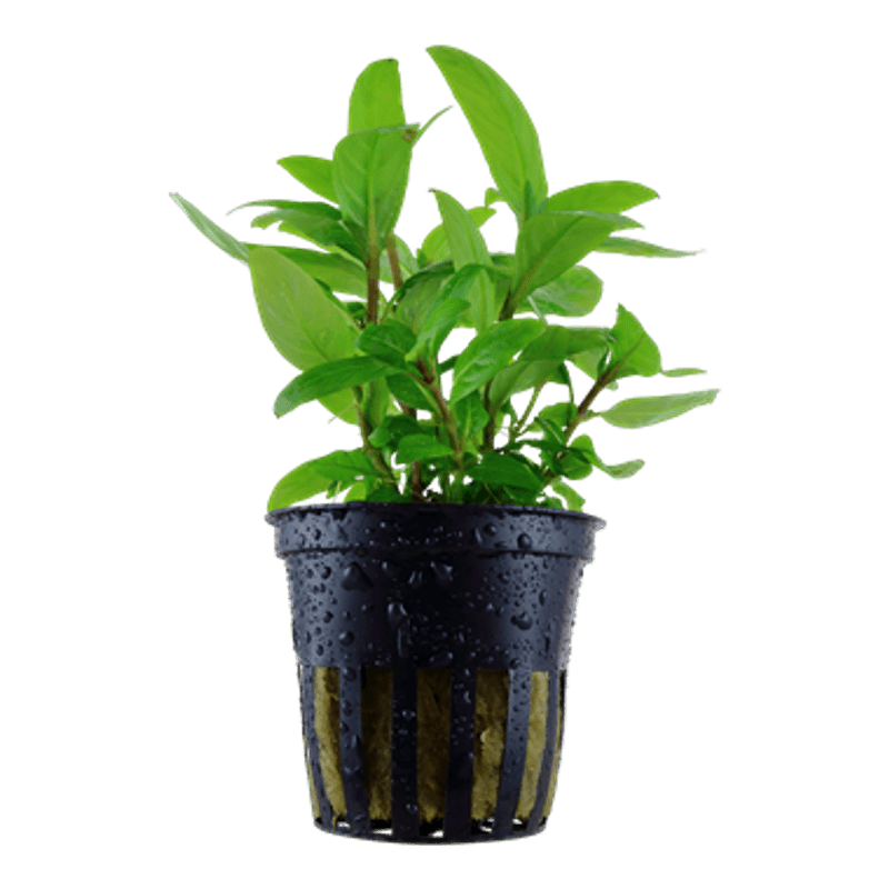 Staurogyne repens - Potte