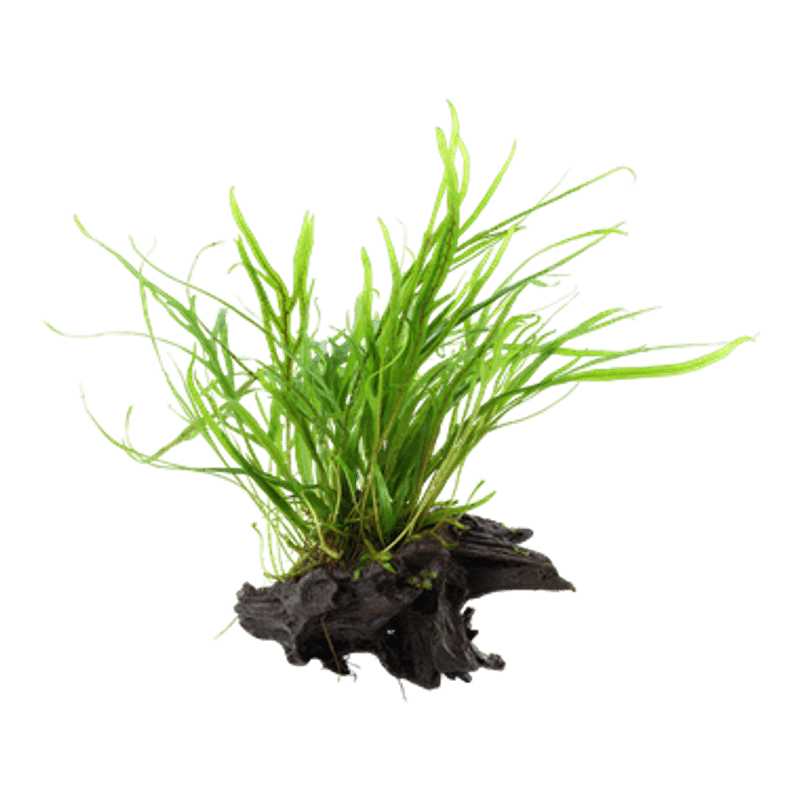 Microsorum pteropus 