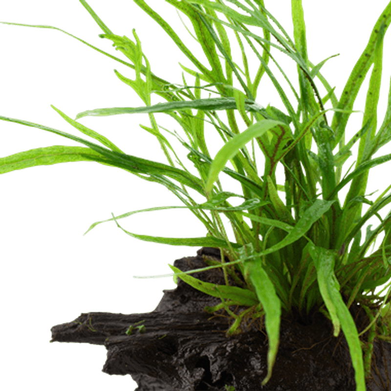 Microsorum pteropus 