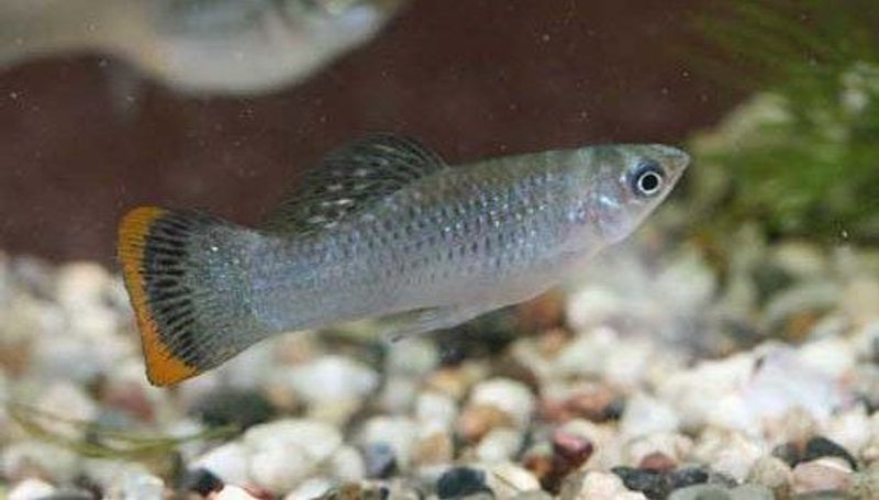 Poecilia mexicana