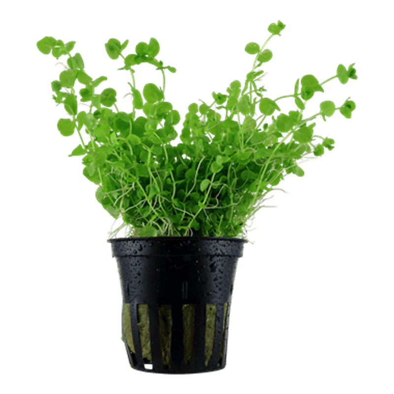 Micranthemum umbrosum - Potte