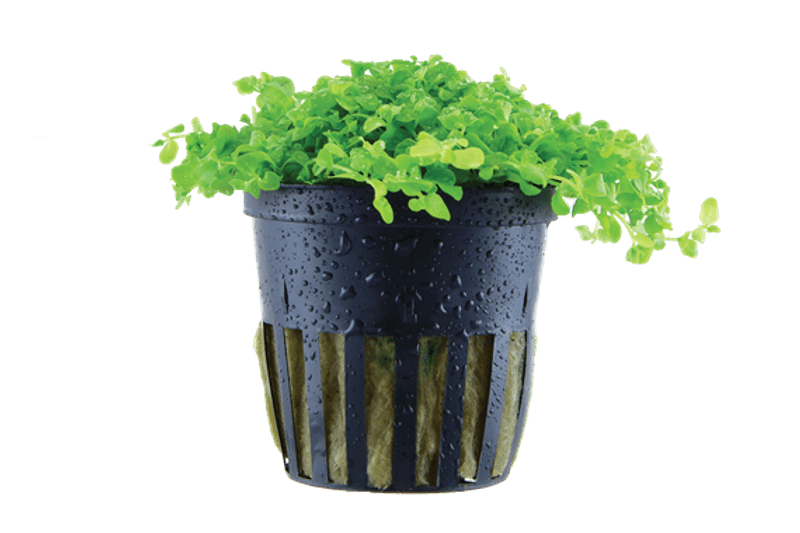 Micranthemum  