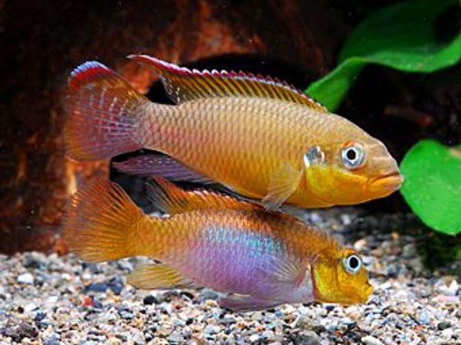 Hovedbilde Pelvicachromis taeniatus (Lobe) (Kribensis) XL