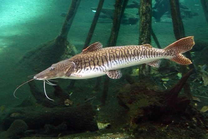 Hovedbilde Pseudoplatystoma fasciatum 14-16cm
