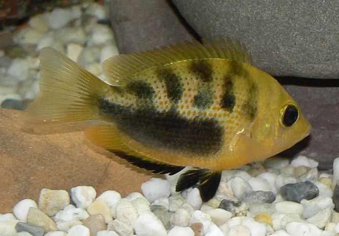 Hovedbilde Etroplus maculatus