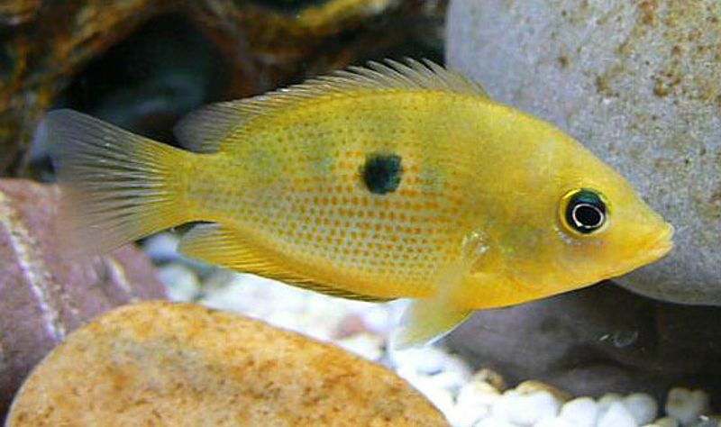 Etroplus maculatus