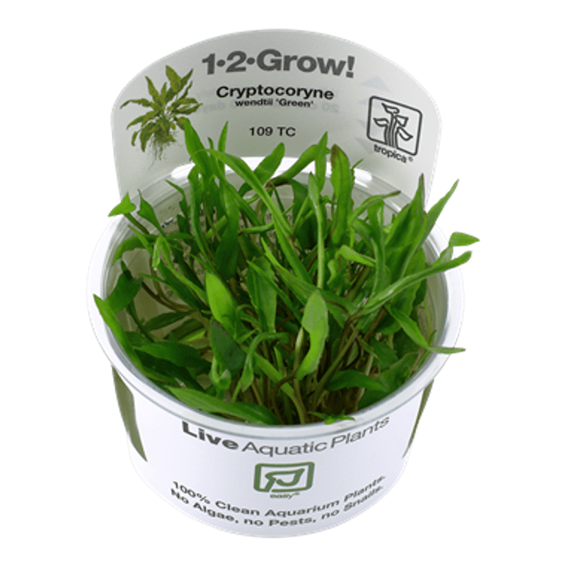 Cryptocoryne wendtii 