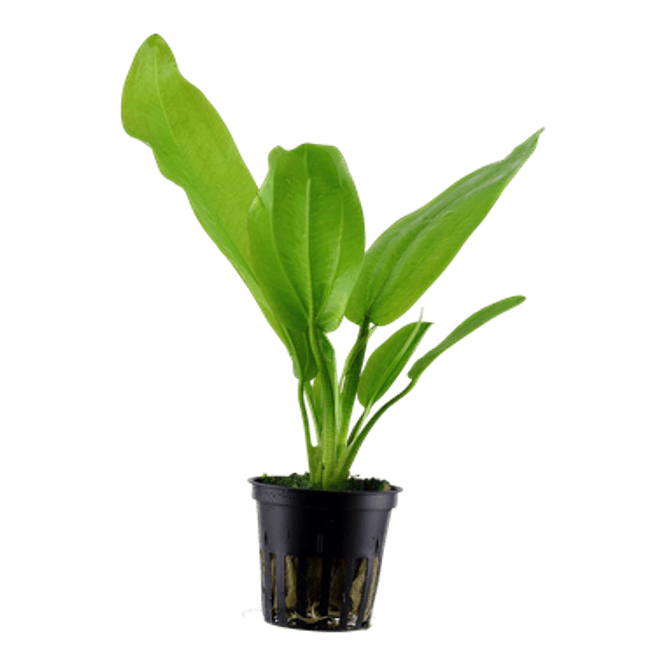 Hovedbilde Echinodorus cordifolius 