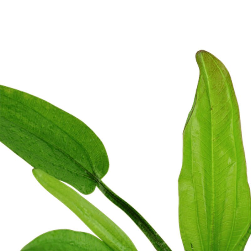 Echinodorus cordifolius 
