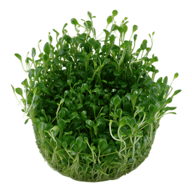 Hovedbilde Glossostigma elatinoides - Invitro