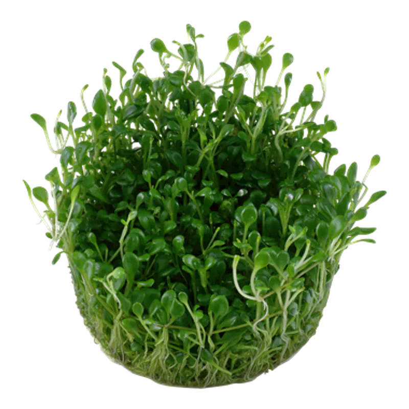 Glossostigma elatinoides -potte