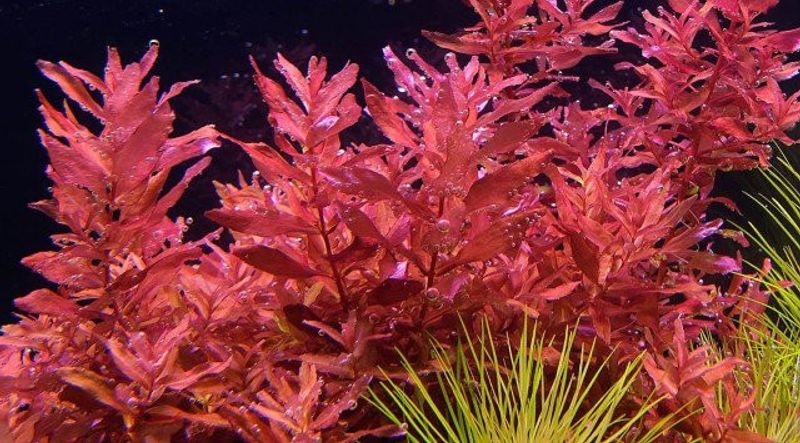 Rotala Yao Yai potte