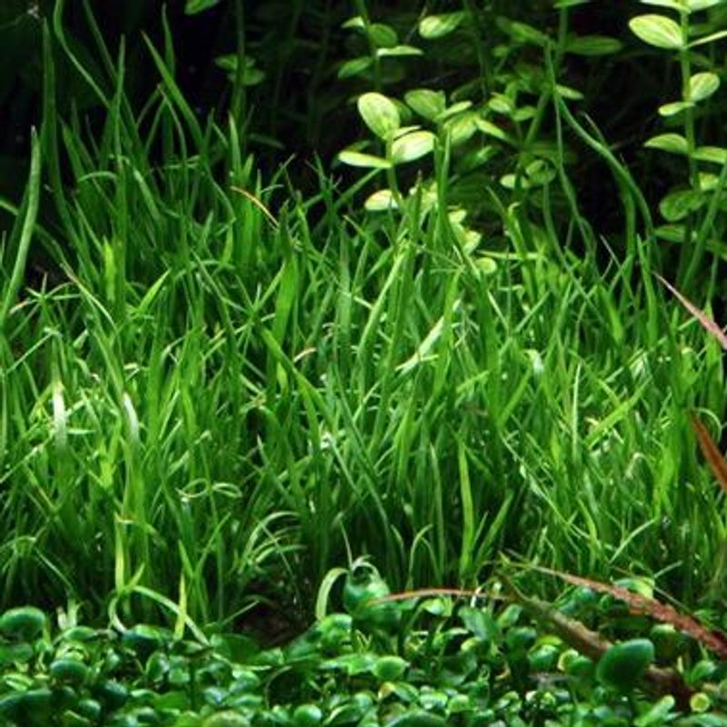 Lilaeopsis mauritiana - Potte