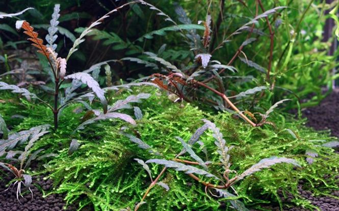 Hovedbilde Hygrophila pinnatifida -1-2 Grow!