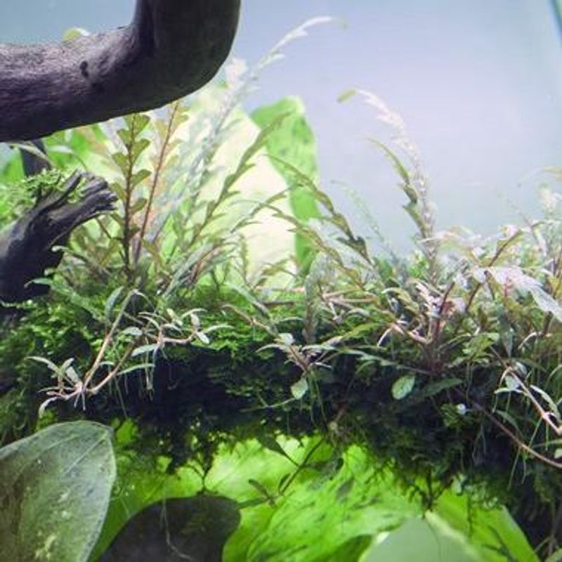 Hygrophila pinnatifida -1-2 Grow!