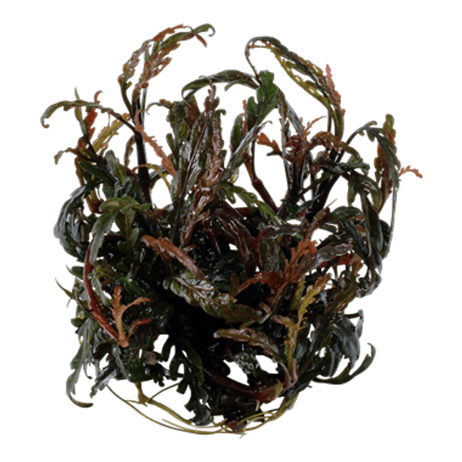 Hovedbilde Hygrophila pinnatifida -1-2 Grow!