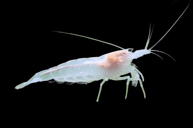 Hovedbilde Amano Reke Snow White Caridina multidentata