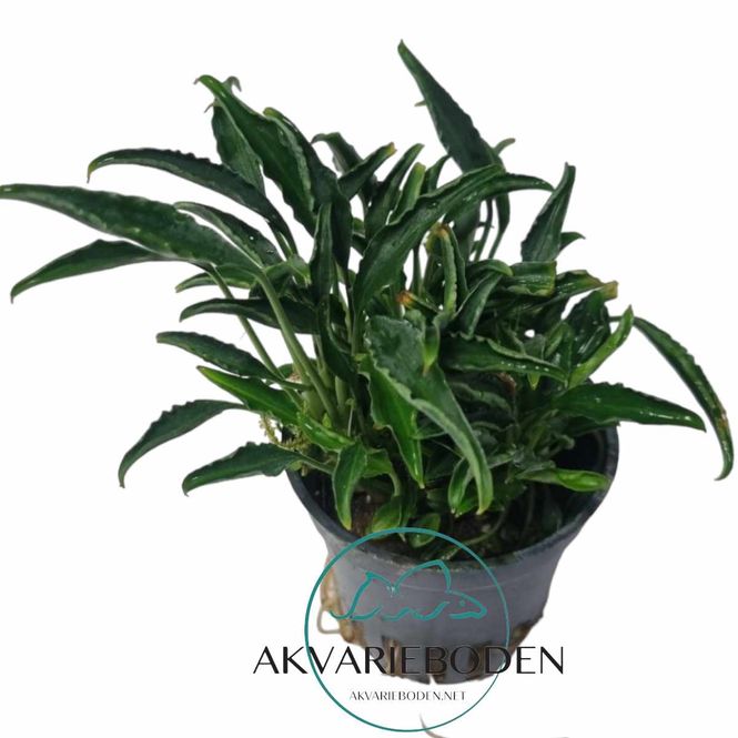 Hovedbilde Schismatoglottis roseaspatha 