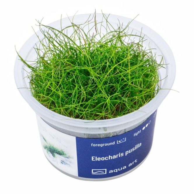 Hovedbilde Aqua-Art Invitro Eleocharis pusilla