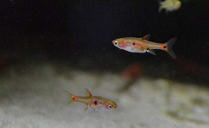 Hovedbilde Boraras micros VF