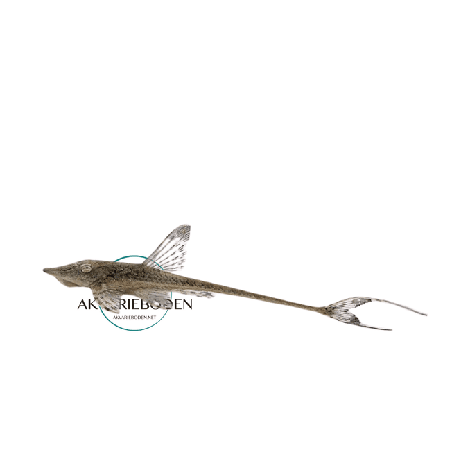 Hovedbilde Sturisomatichthys leightoni VF  12-15cm