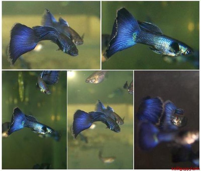 Blue Moscow Guppy / Poecilia Reticulata  