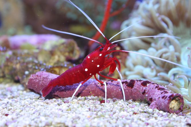 Hovedbilde Lysmata debelius Ildreke 