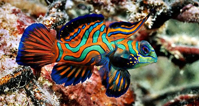 Hovedbilde Synchiropus splendidus 