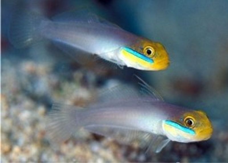 Valenciennea strigata 