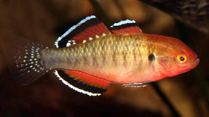 Hovedbilde Hypseleotris compresa Keiser goby VF