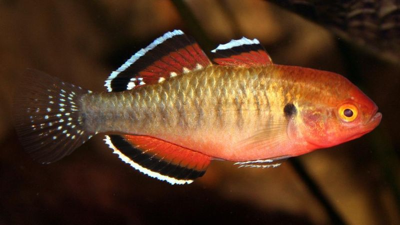 Hypseleotris compresa Keiser goby VF