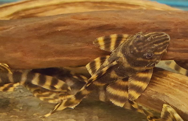 L398 Panaqolus tankei