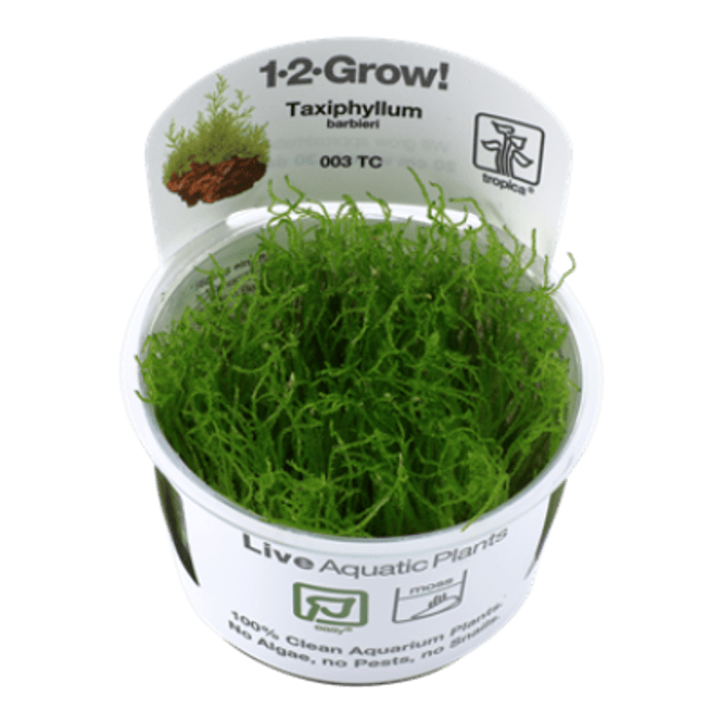 Hovedbilde Taxiphyllum barbieri - 1-2-Grow!