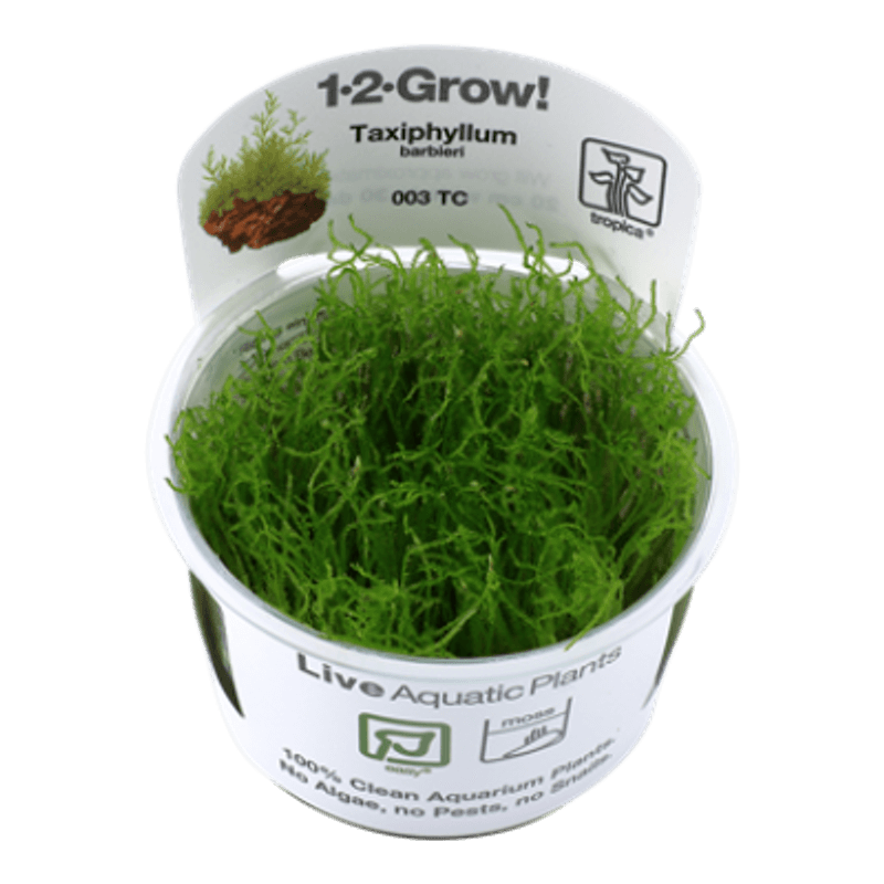 Taxiphyllum barbieri - 1-2-Grow!