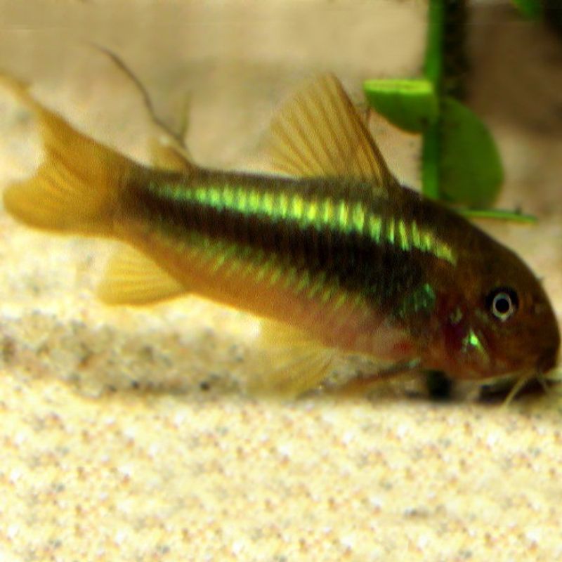 Corydoras Green lazer F1