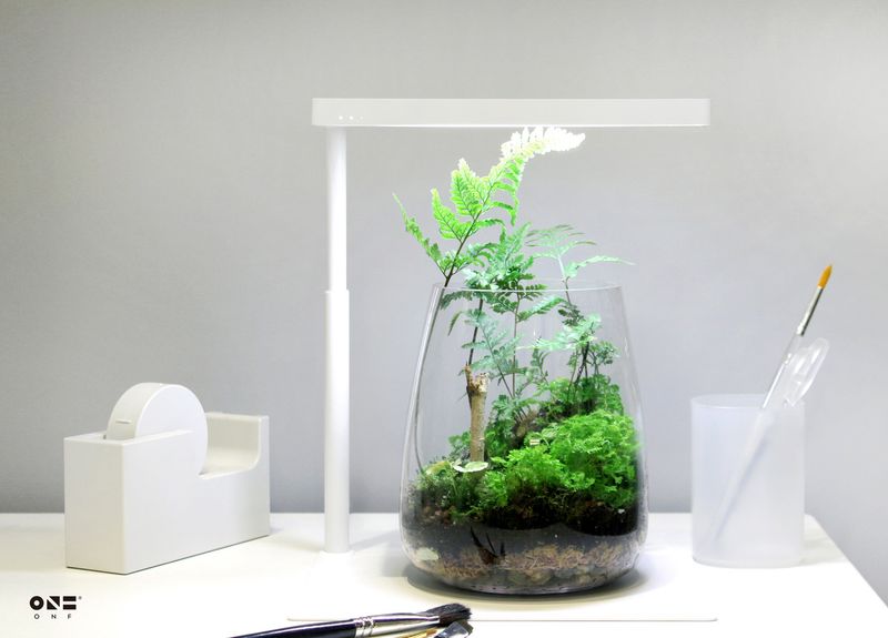 ONF Moss Micro Landscape