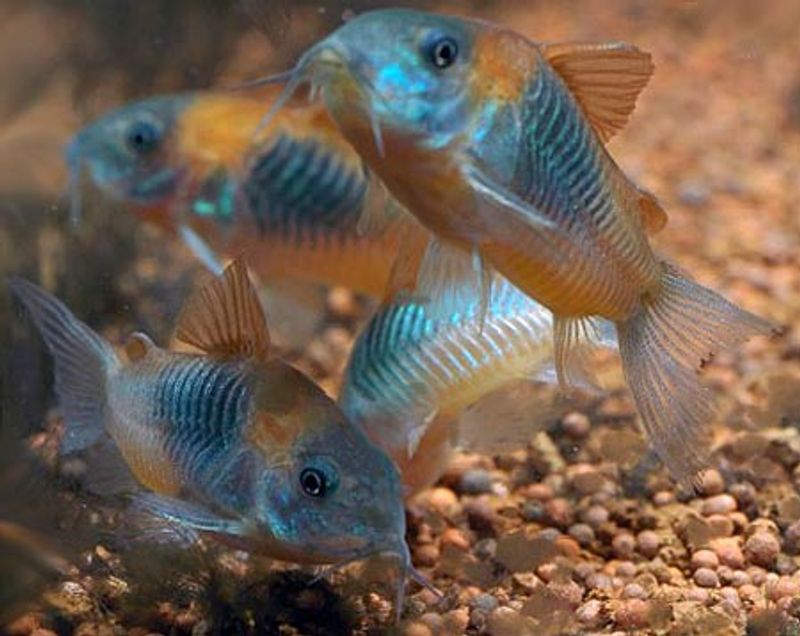  Corydoras Venezuelanus