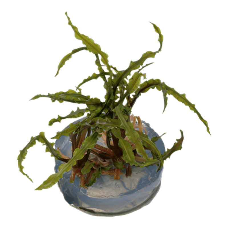 Cryptocoryne crispatula - 1-2 Grow!