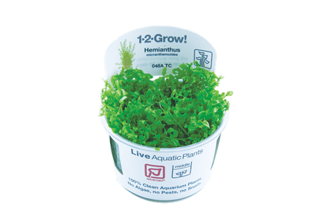 Hovedbilde Micranthemum glomeratum -1-2 Grow!