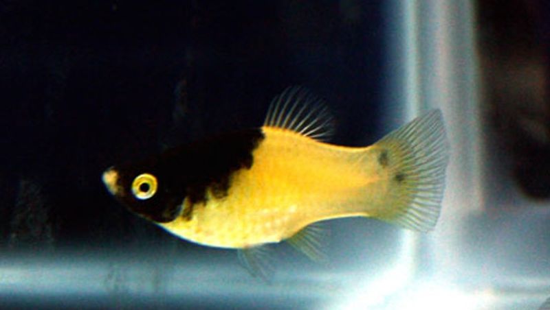 Bumble Bee Platy 