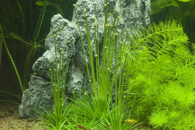 Hovedbilde Eriocaulon cinereum - 1-2 Grow!